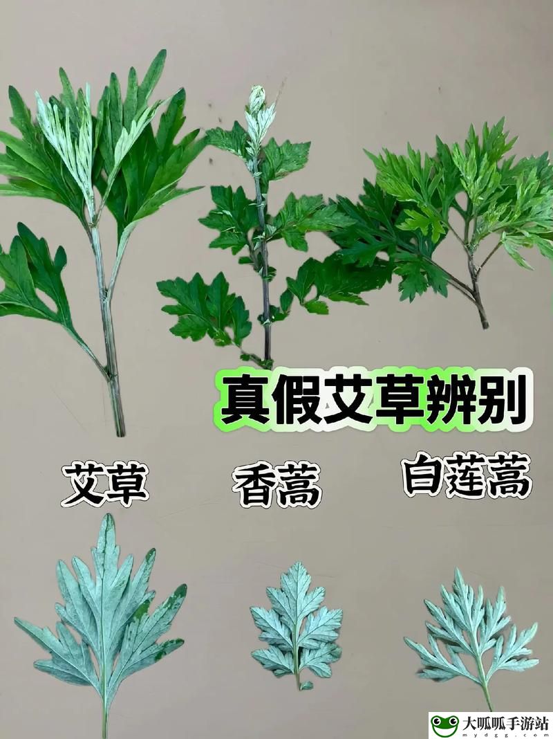 嫩叶草m码和澳洲码的区别