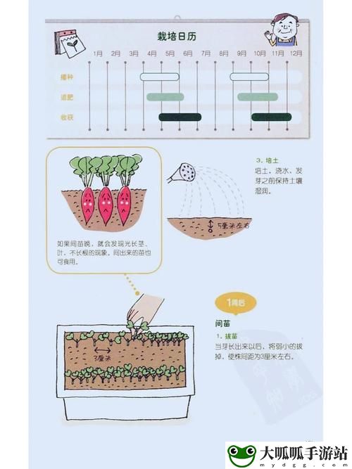 如何种植萝卜黄9.1并提高其产量