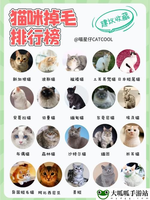 猫咪永久域名收藏地址